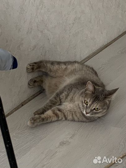 Домашние животные кошки