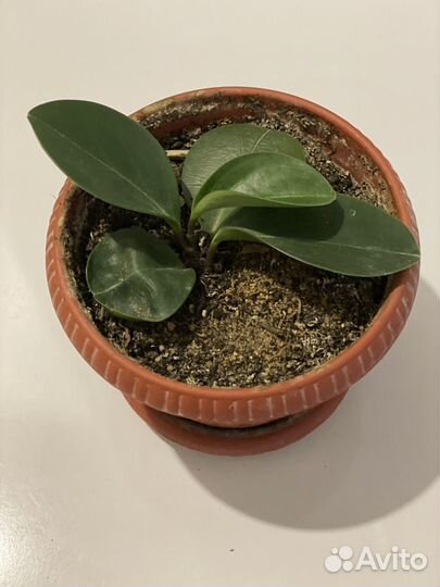 Цветок Пеперомия