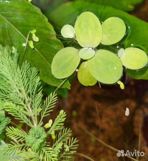 Водоросли (Перистолистник (Уруть), Пистия
