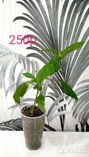 Комнатные цветы