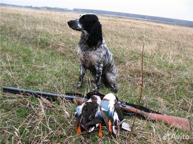 Спаниель щенок