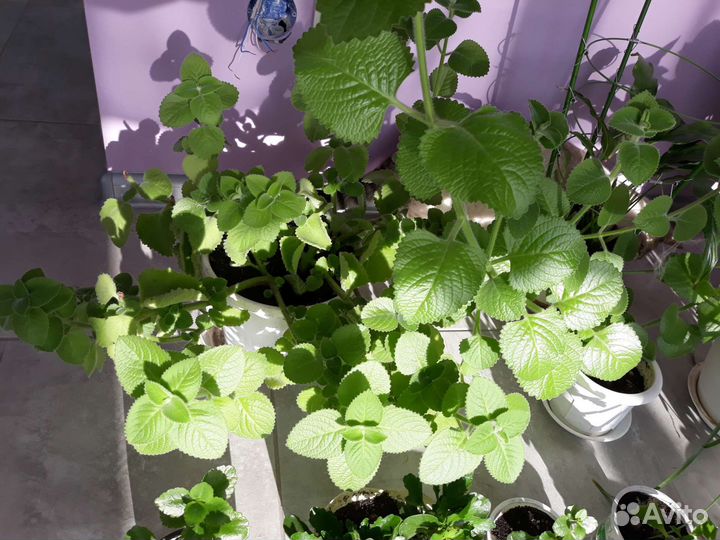 Мята домашняя