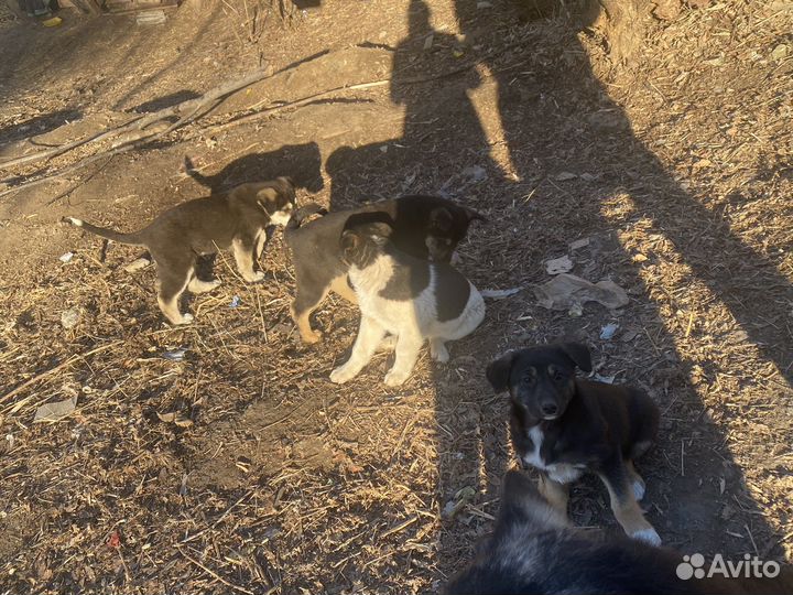 Собака в добрые руки