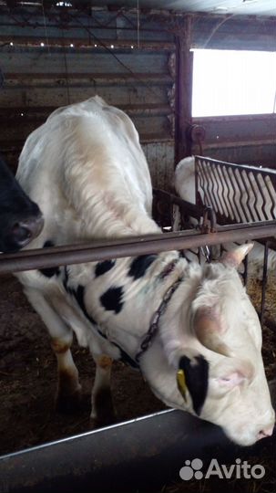 Быки на мясо