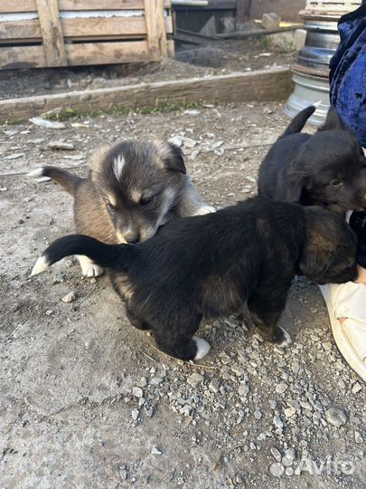 Щенок в добрые руки бесплатно смесь хаски