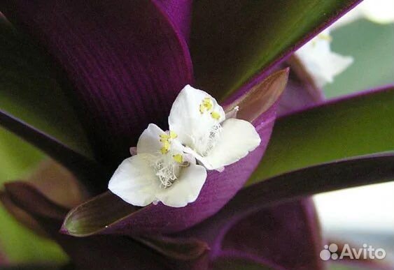 Традесканция разные сорта