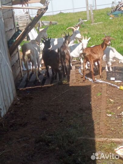 Коза дойная