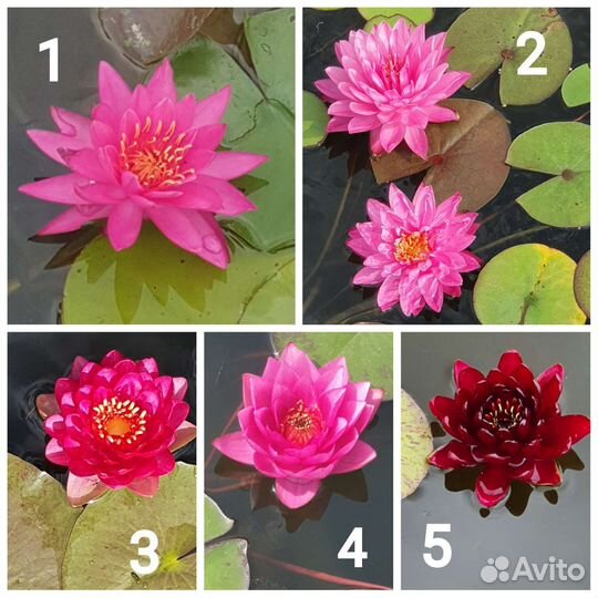 Нимфея водные лилии