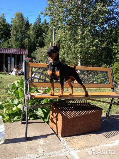 Вязка цвергпинчер