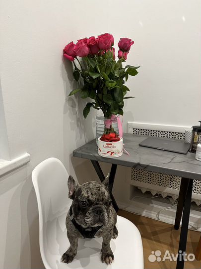 Французский бульдог мерле кабель вязка