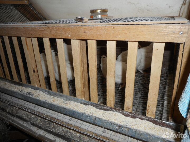 Перепела несушки клетку в подарок