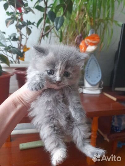 Кошка в дар бесплатно