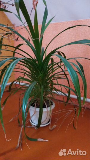 Домашние растения и цветы 100 здоровые