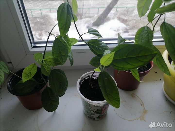 Клеродендрум госпожи томпсон