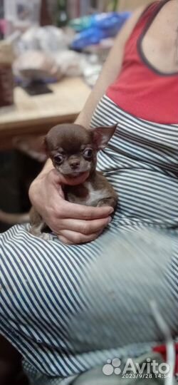 Щенки чихуахуа мини Данечка