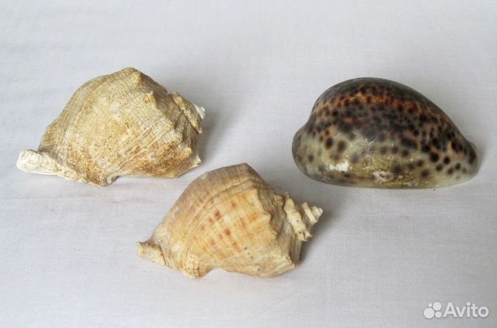 Набор морских раковин для аквариума