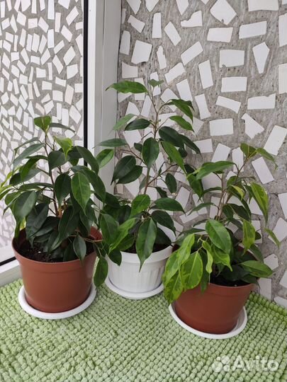 Фикус бенджамина пестролистный