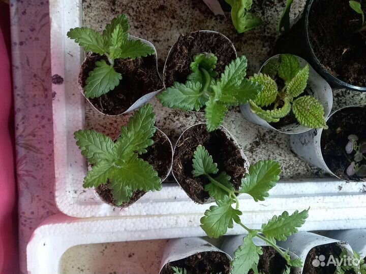 Вербена вегетативная