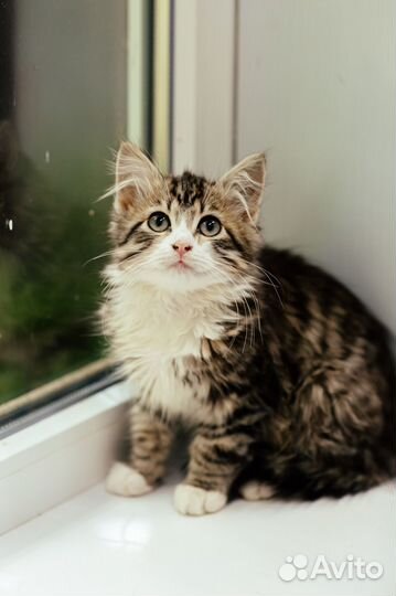 Котенок мальчик ищет дом