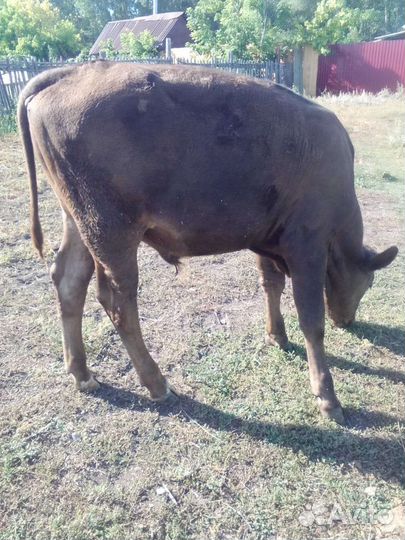 Телята бычки