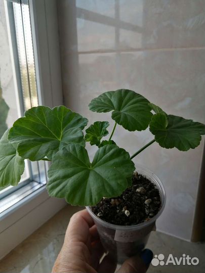 Пеларгония герань