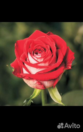 Кустовые розы