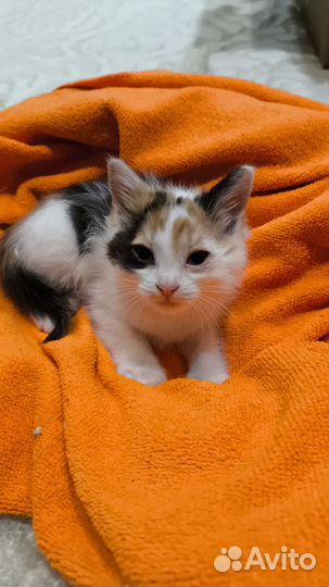 Кошки в добрые руки бесплатно