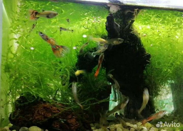 Гуппи, хемиантус