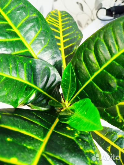 Цфеток домашний