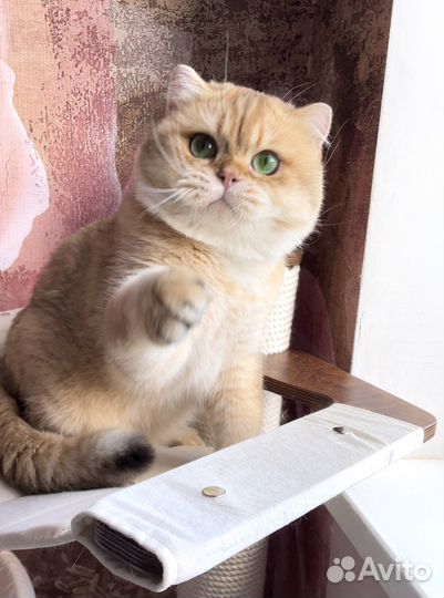 Котята золотая шиншилла