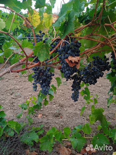 Винный виноград