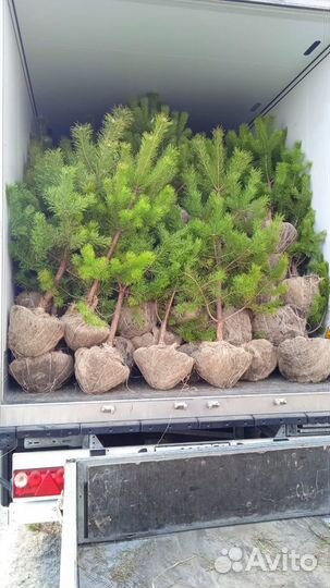 Сосна обыкновенная, Оптом