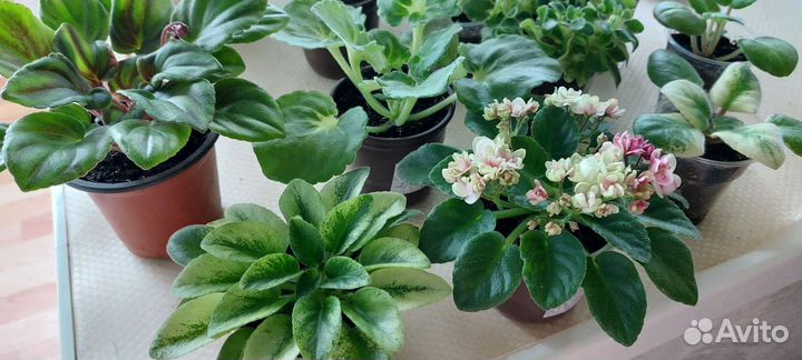 Сортовые фиалки детки, стартеры, цветущие, черенки