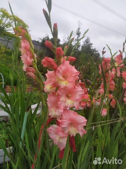 Гладиолусы ассорти