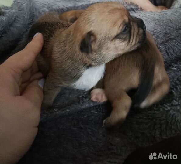 Метис французского бульдога