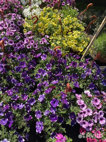 Вегетативная петуния, черенки и рассада