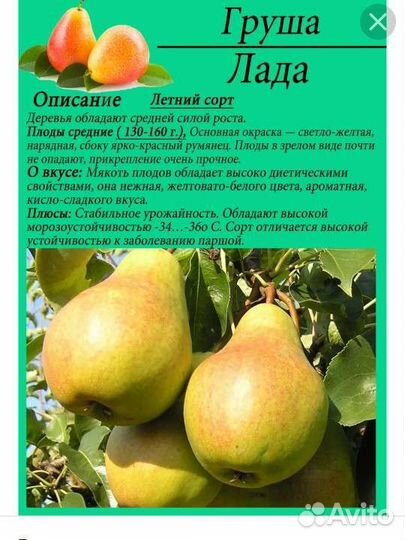 Груши и яблони(поступление)