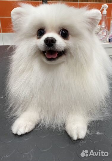 Модели для стрижки йорки и шпицы