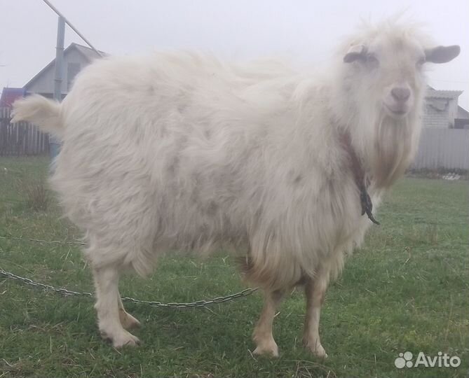 Козел на племя