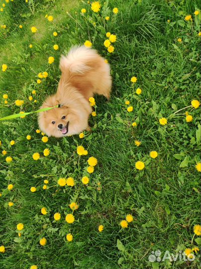 Шпиц кобель вязка