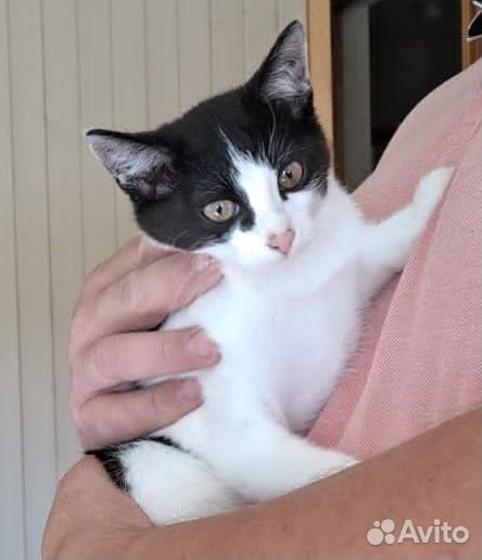 Два милых черно-белых котенка