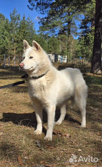 Белка ищет дом