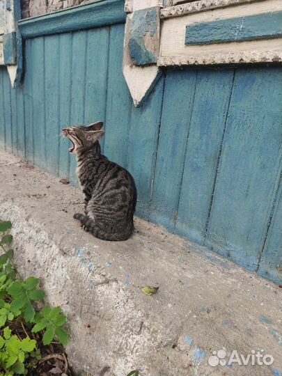 Два молодых котика ищут дом