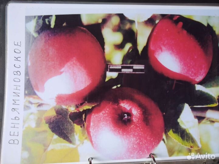 Продаю саженцы