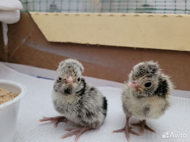 Цыплята породы 