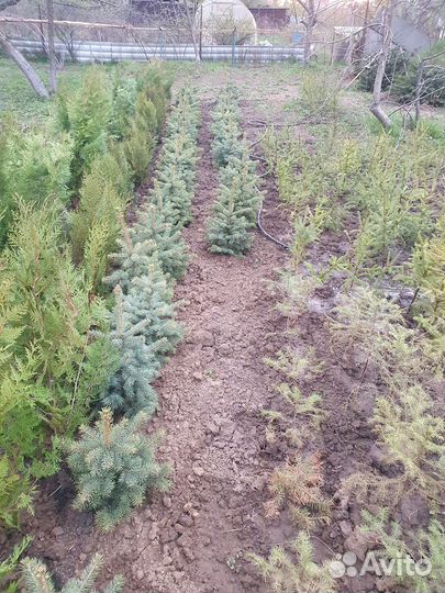 Ель голубая колючая глаука