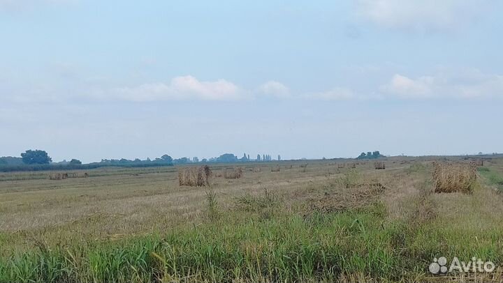 Сено в рулонах