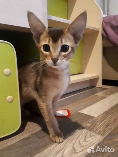 Котята чаузи