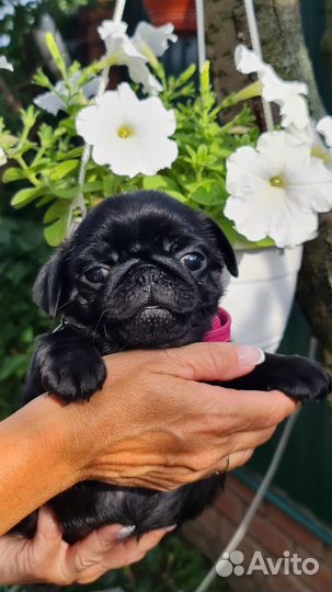 Щенки Мопса из питомника