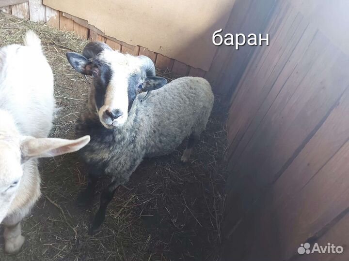 Романовские Овцы бараны ягнята